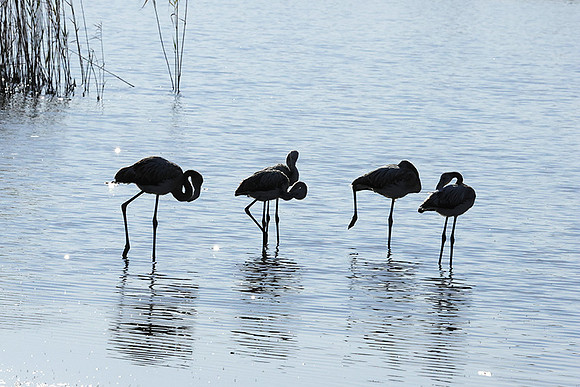 Hwange NP