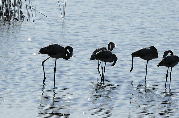 Hwange NP