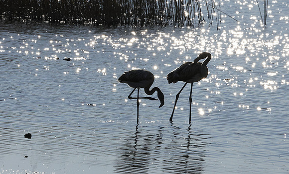 Hwange NP