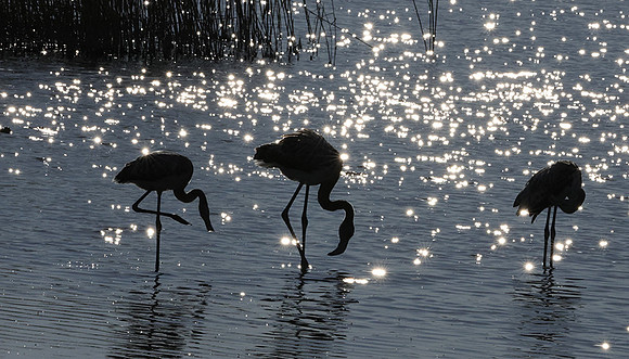 Hwange NP