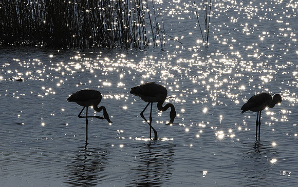 Hwange NP
