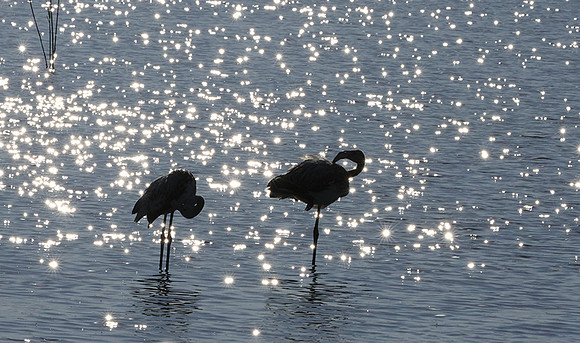 Hwange NP