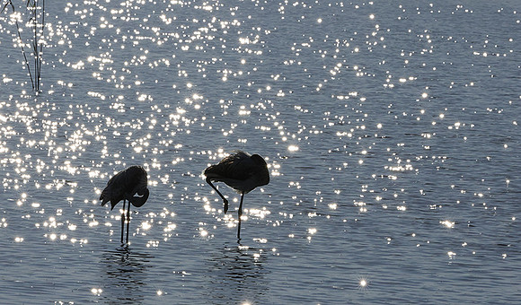 Hwange NP