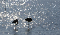 Hwange NP