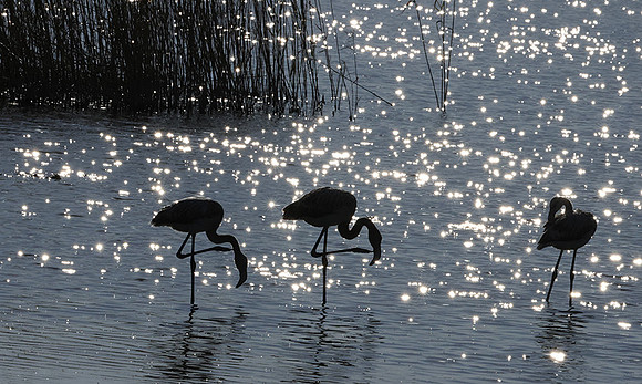 Hwange NP