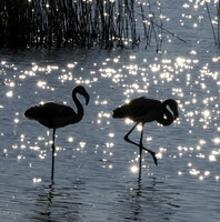 Hwange NP