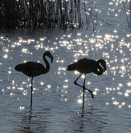 Hwange NP