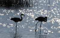 Hwange NP