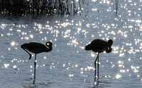 Hwange NP