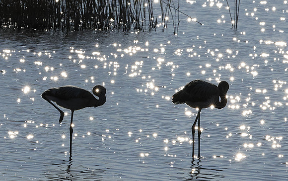 Hwange NP