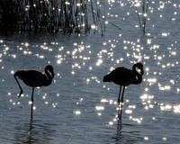 Hwange NP