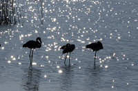Hwange NP