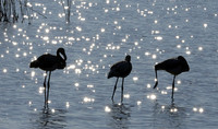 Hwange NP