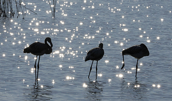 Hwange NP