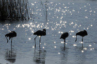 Hwange NP