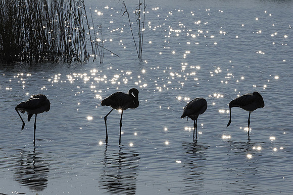 Hwange NP