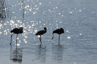 Hwange NP
