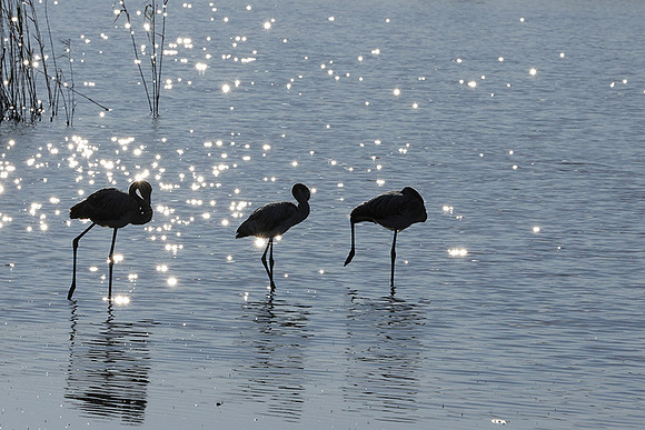 Hwange NP