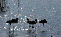 Hwange NP