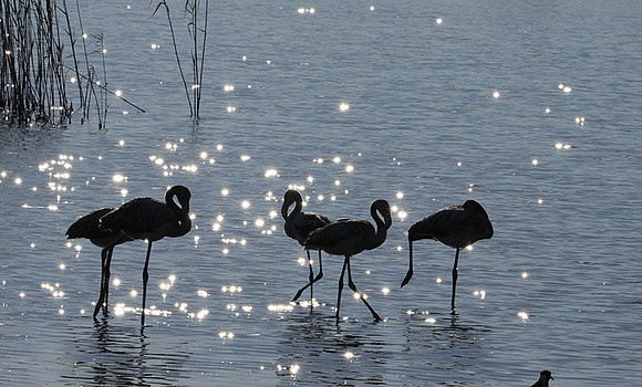 Hwange NP