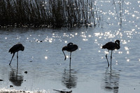 Hwange NP