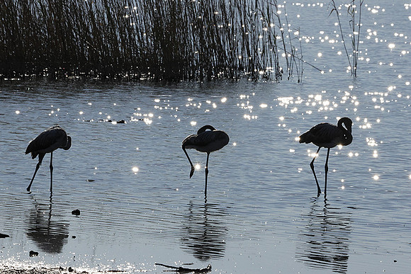 Hwange NP