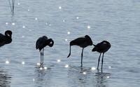 Hwange NP