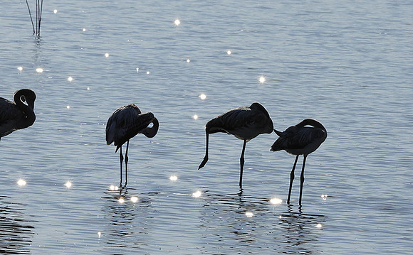 Hwange NP