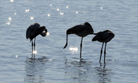 Hwange NP