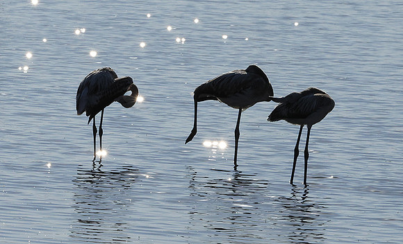 Hwange NP