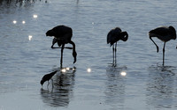 Hwange NP
