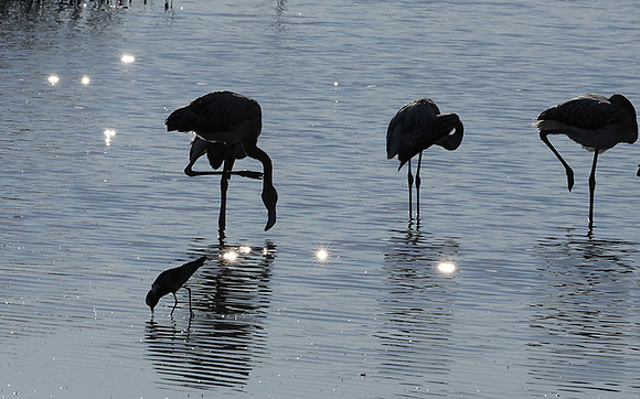 Hwange NP
