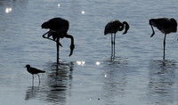 Hwange NP