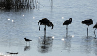 Hwange NP