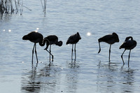 Hwange NP