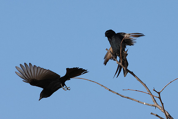 Fork-tailed drongo - Hwange NP