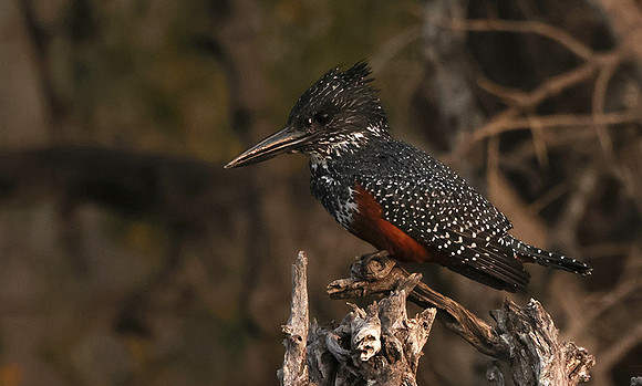 Giant kingfisher - Victoria falls