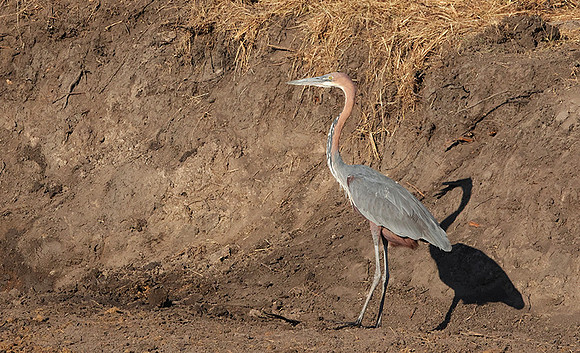 Goliath heron - Hwange NP