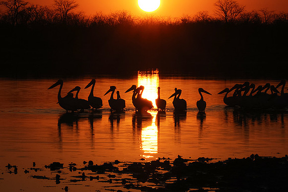 Hwange NP