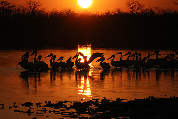 Hwange NP