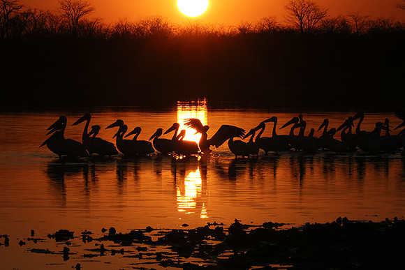 Hwange NP