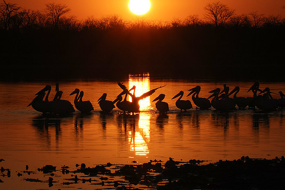 Hwange NP