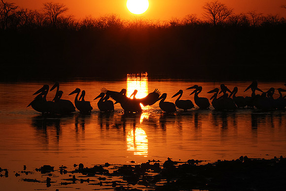 Hwange NP