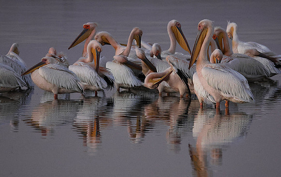 Hwange NP