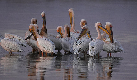Hwange NP