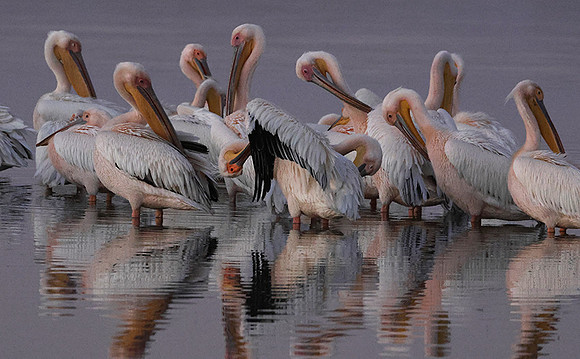 Hwange NP
