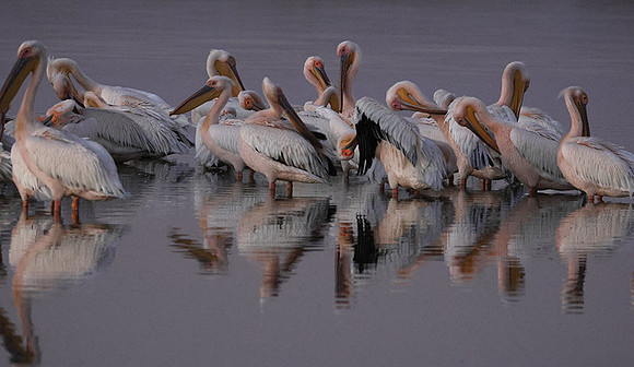 Hwange NP