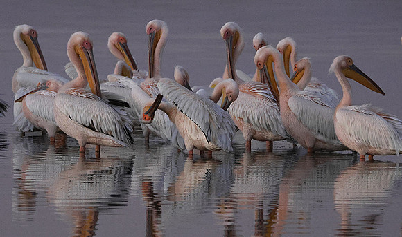 Hwange NP