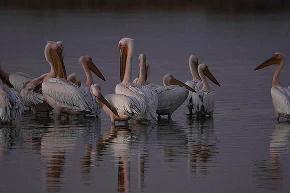 Hwange NP