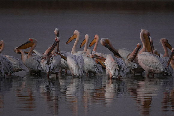 Hwange NP